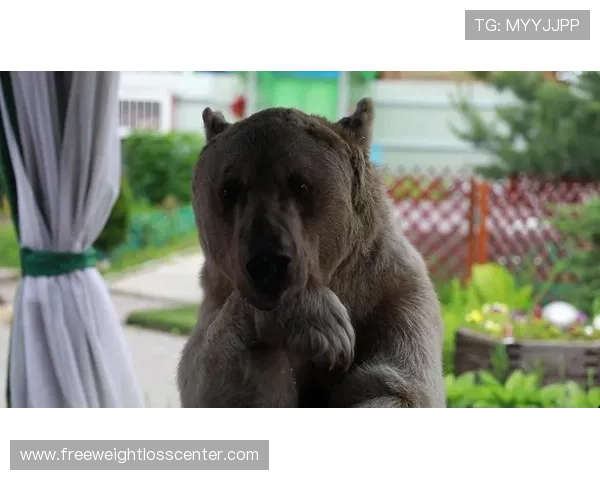 俄罗斯国家队“熊军团”近期表现稳健，竞争力持续提升